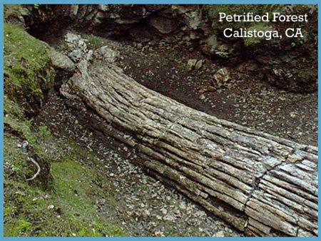 Petrified Forest